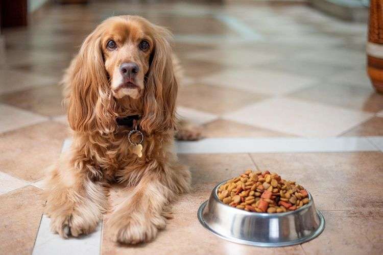 Waspada! Daftar Makanan Anjing Tidak Boleh Makan dan Alternatif Sehat