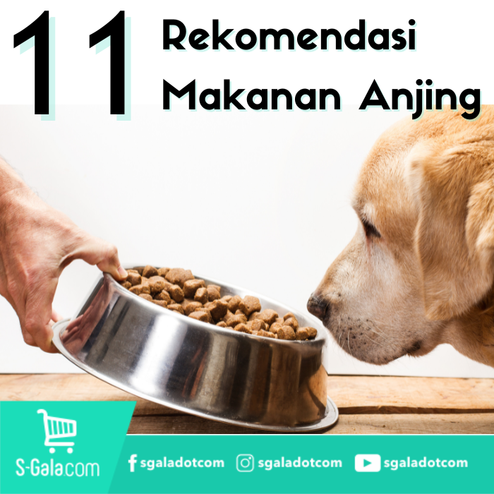 Nutrisi Terbaik untuk Anjing Setelah Melahirkan Secara Alami