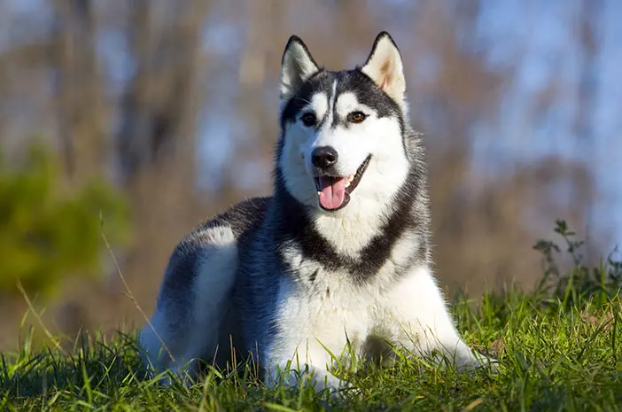 Merawat Husky Tanpa AC: Tips Alami untuk Iklim Tropis