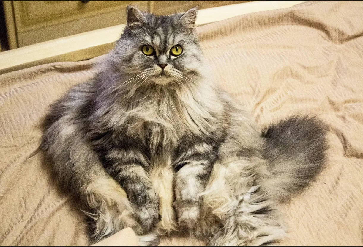 Makanan Kucing Kaya Vitamin Alami untuk Kesehatan Optimal