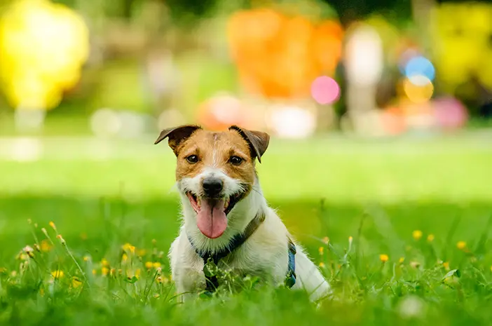Menstruasi pada Anjing Betina: Panduan Lengkap
