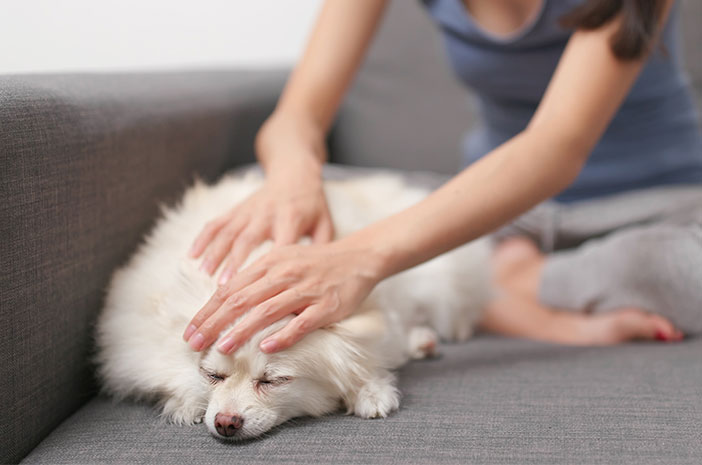Cara Merawat Bulu Anjing Agar Tidak Rontok Berlebihan