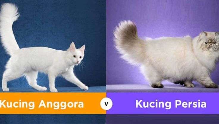 Makanan Kucing Persia Medium: Rahasia Gemuk Sehat Alami