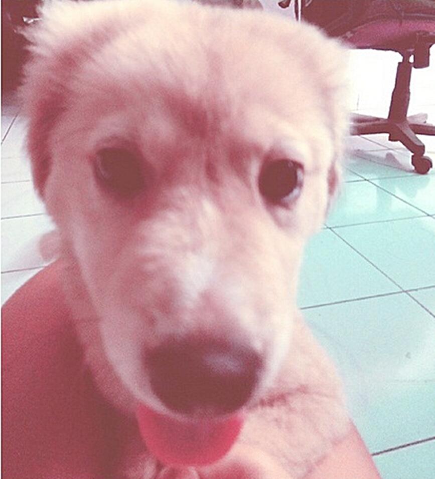 Makanan Anjing Golden Retriever Umur 3 Bulan: Pilihan Alami untuk Pertumbuhan Optimal