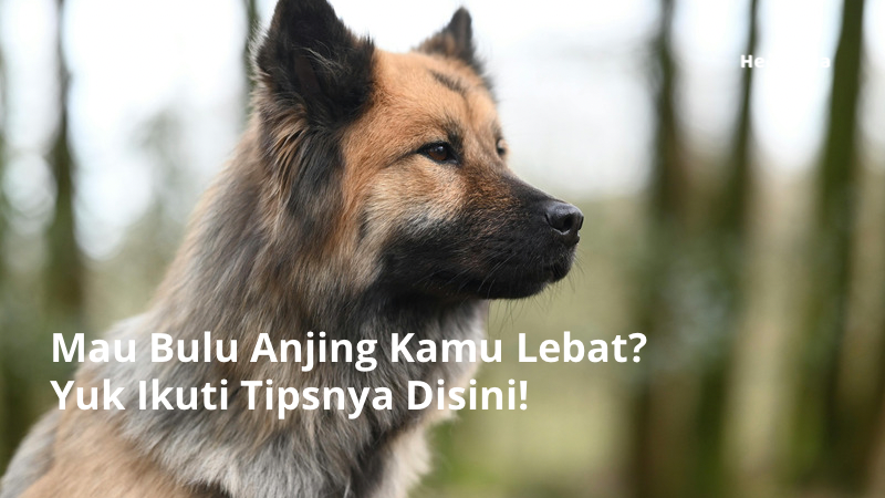 Makanan untuk Bulu Anjing Lebat dan Sehat Alami