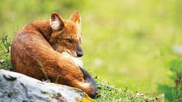 Makanan Anjing Ajag: Kembali ke Alam untuk Kesehatan Optimal