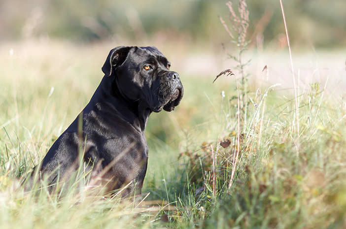 Merawat Cane Corso: Panduan Alami dan Komprehensif