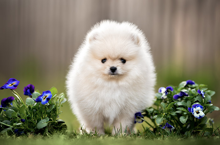 Perawatan Anjing Pom Secara Alami: Kesehatan dan Kebahagiaan Optimal