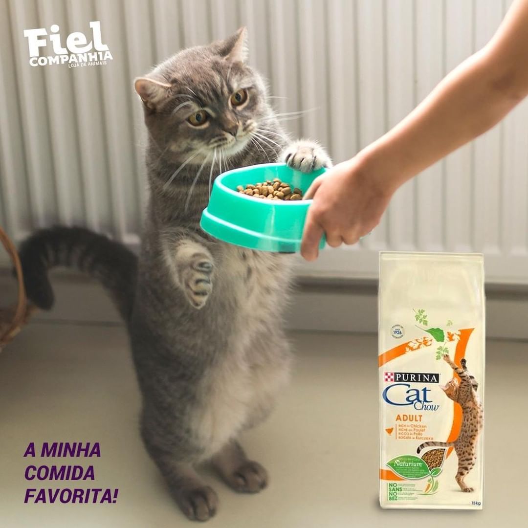 Panduan Lengkap: Makanan Anak Kucing 3 Bulan Alami untuk Pertumbuhan Optimal