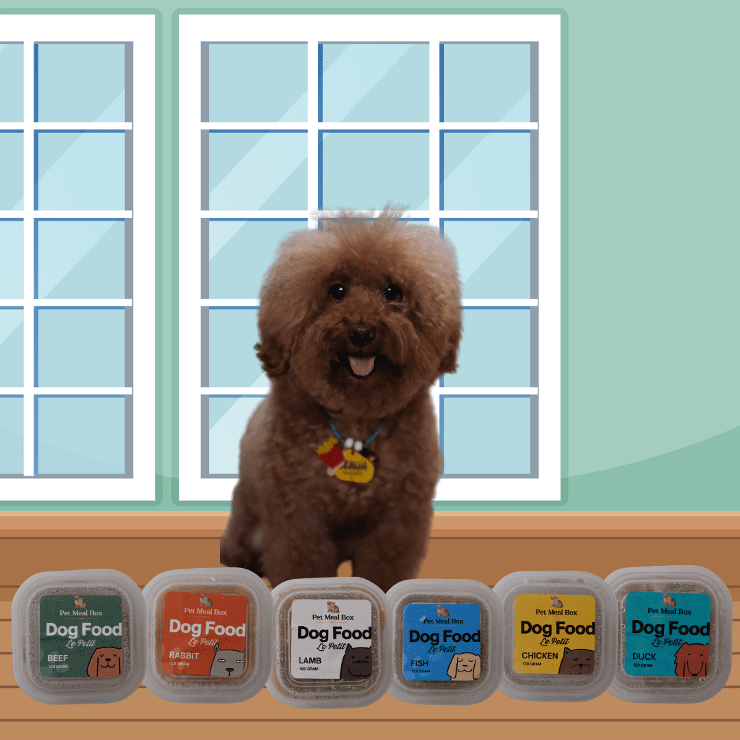 Rekomendasi Makanan Anjing Poodle untuk Kesehatan Optimal