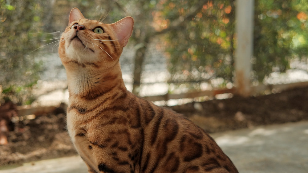 Memahami Kebutuhan Nutrisi Kucing Bengal: Panduan Memilih Makanan yang Tepat