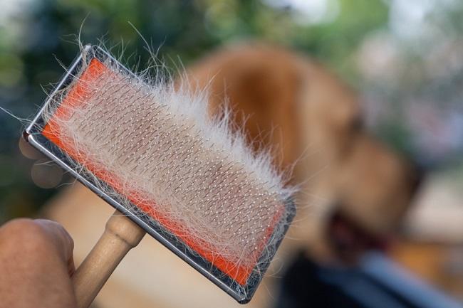 Mengatasi Kerontokan Bulu Anjing dengan Peran Makanan