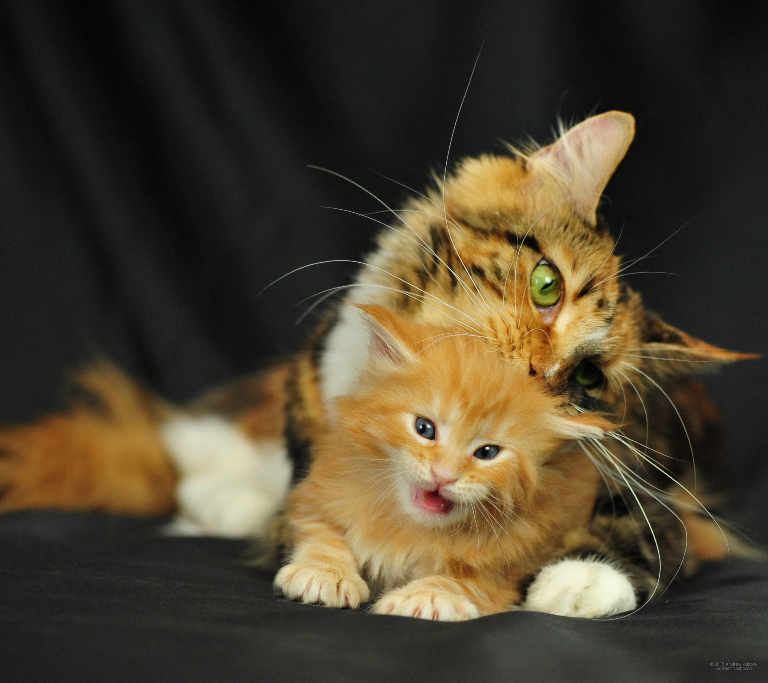 Makanan Anak Kucing Maine Coon: Panduan Lengkap untuk Pertumbuhan Optimal