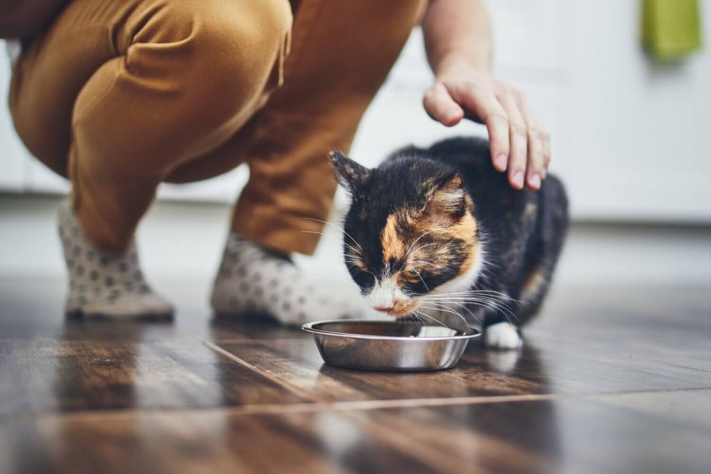 Makanan Kucing Diare: Solusi Alami dan Pemilihan Merek yang Tepat