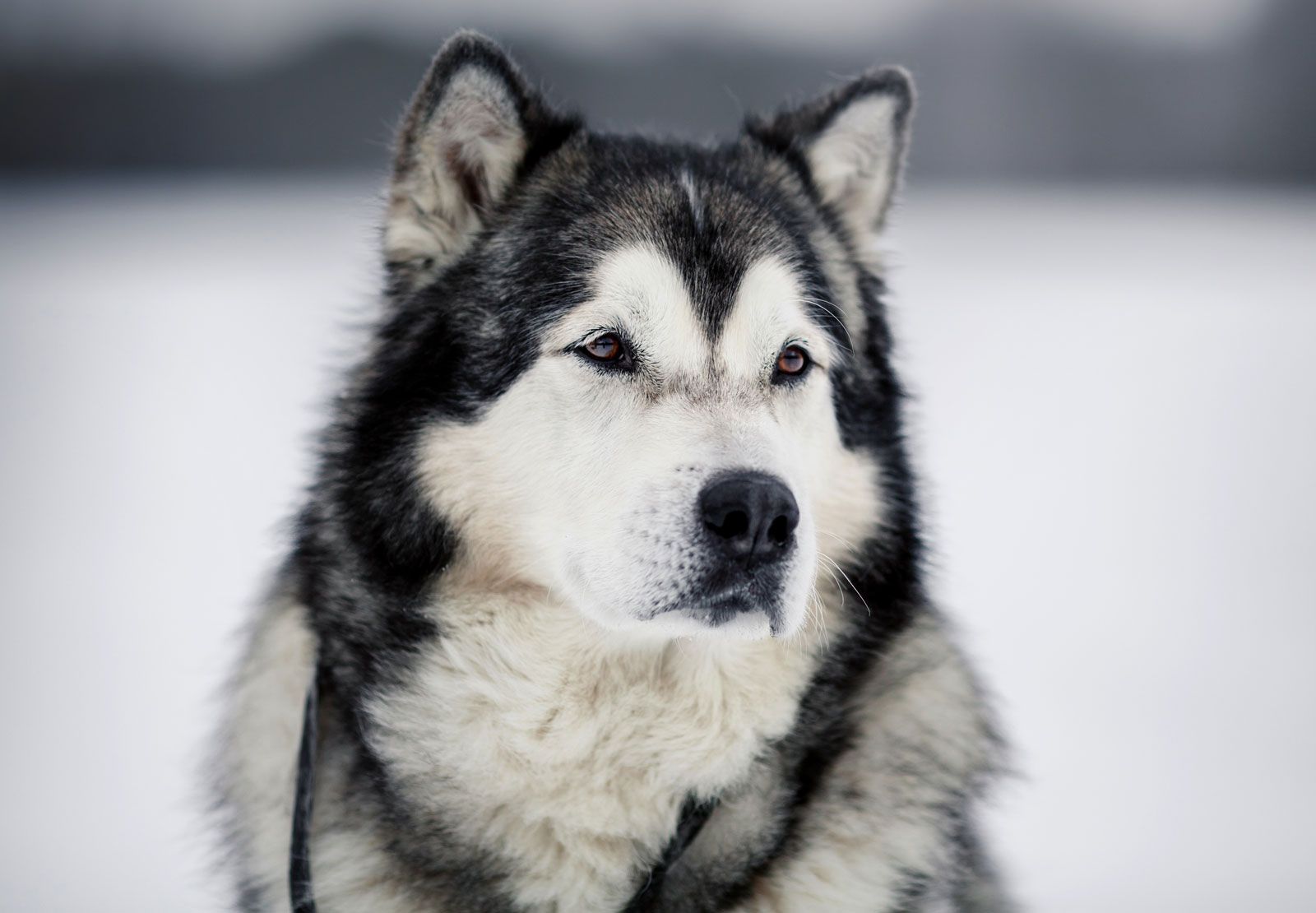 Panduan Lengkap Memilih Makanan Anjing Alaskan Malamute Terbaik