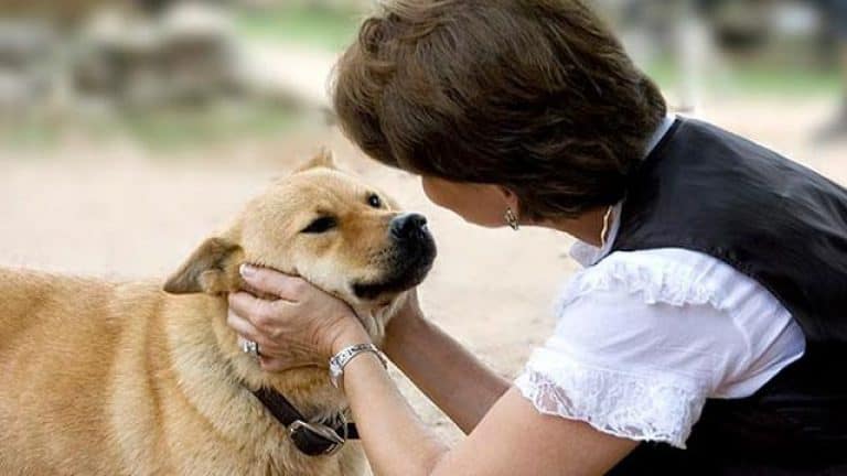 Makanan Anjing Kampung: Nutrisi Alami untuk Kecerdasan Optimal