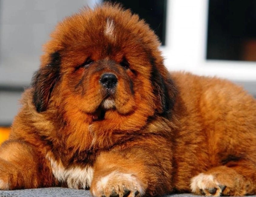 Memahami Lebih Dalam Makanan Anjing Termahal: Apakah Harganya Sebanding dengan Kualitas?
