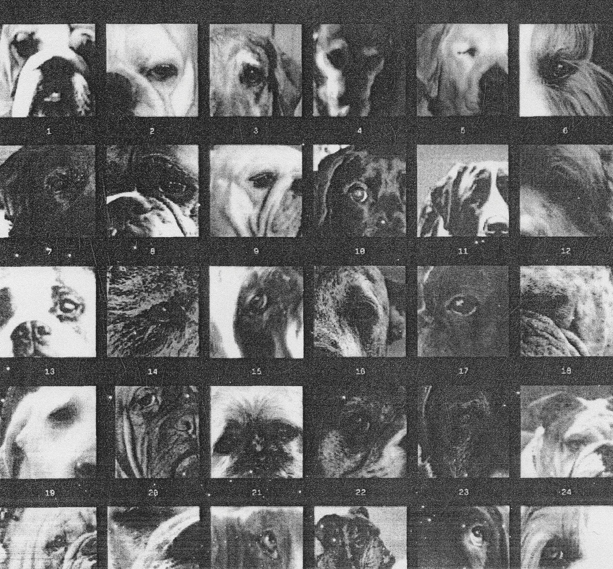 Perawatan Alami untuk Anjing Senior: Meningkatkan Kualitas Hidup di Usia Senja