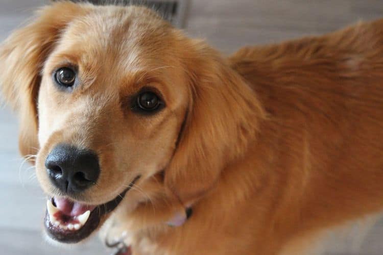Cara Ampuh Menghilangkan Kutu pada Anjing Secara Alami