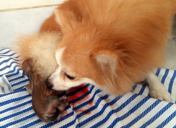 Cara Merawat Anjing yang Baru Melahirkan Secara Alami