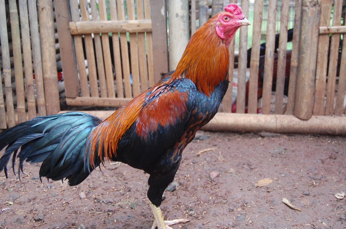 Panduan Lengkap: Cara Merawat Anjing Agar Cepat Besar Secara Alami