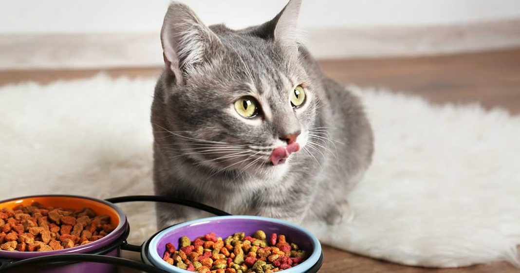 Makanan Alami untuk Mengatasi Mencret pada Kucing