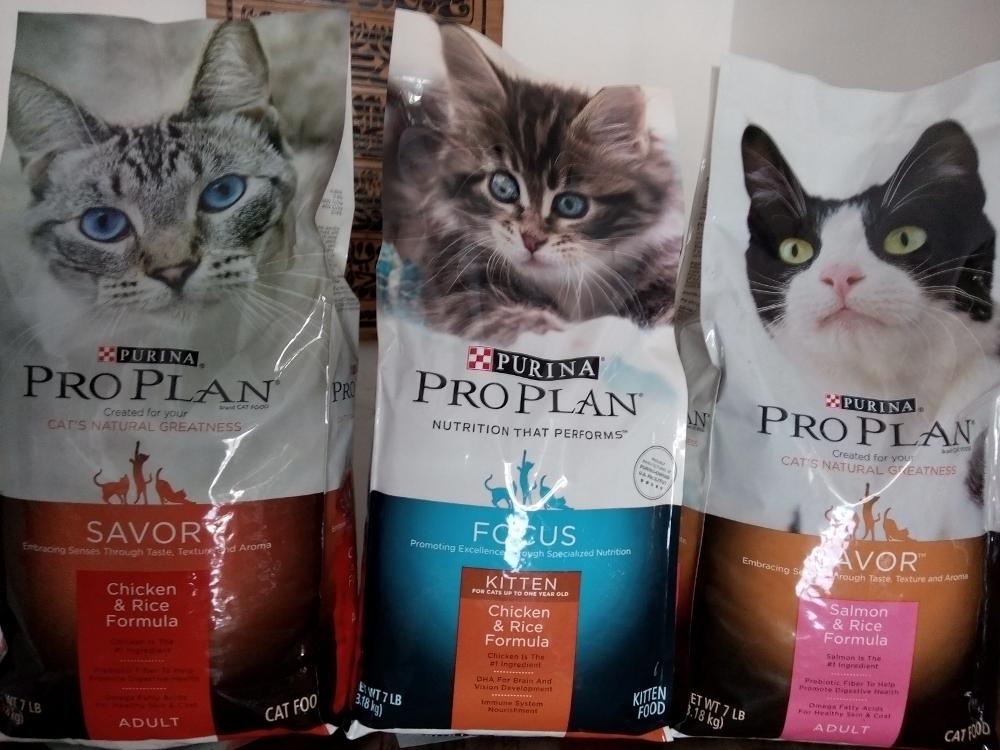 Nutrisi Optimal untuk Induk Kucing Menyusui: Panduan Lengkap