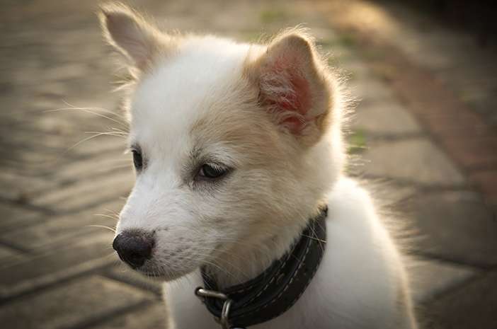 Merawat Anjing Kintamani Secara Alami: Kesehatan dan Kebahagiaan Anjing Kesayangan Anda