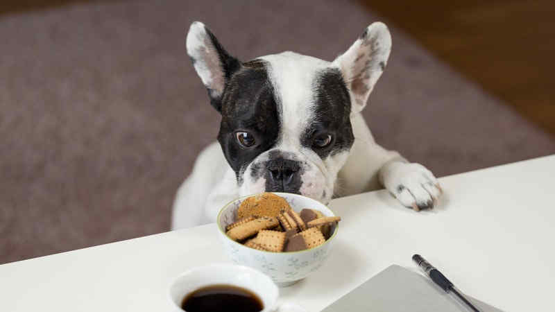 Memahami Lebih Dalam Makanan Anjing Instan: Panduan Lengkap