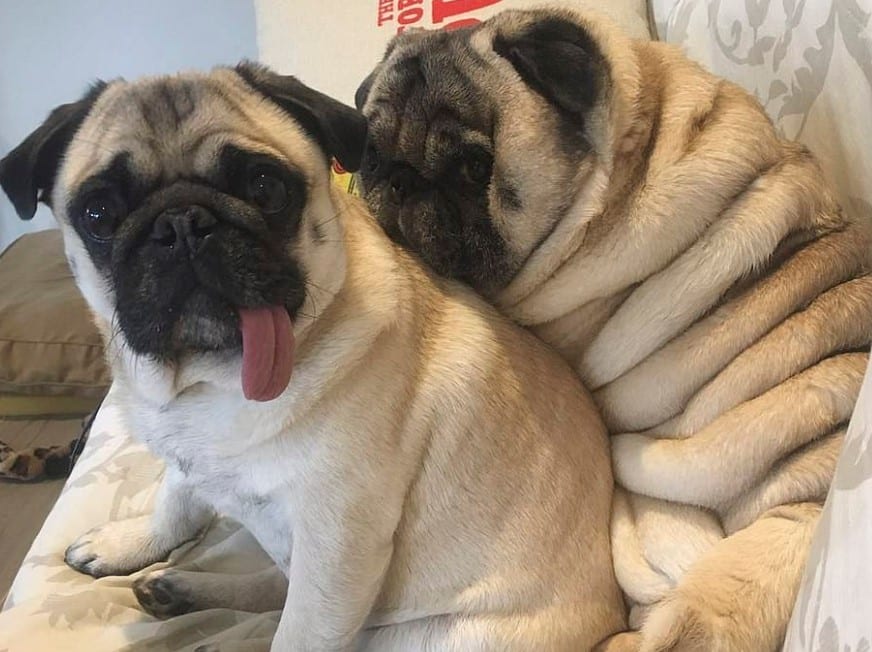 Panduan Lengkap Memilih Makanan Anjing Pug yang Tepat