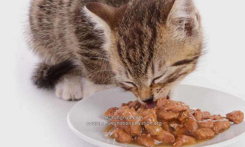 Daya Tahan Makanan Basah Kucing: Panduan Lengkap