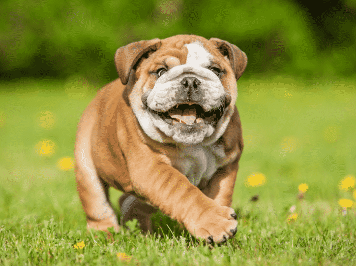 Panduan Lengkap Memberi Makan Anjing Bulldog Secara Alami