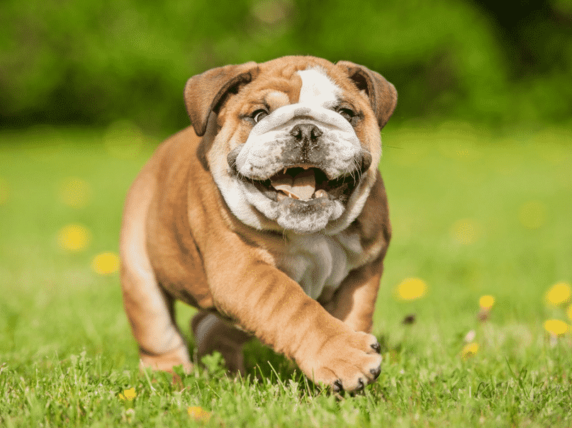 Cara Merawat Anjing French Bulldog Secara Alami: Panduan Lengkap
