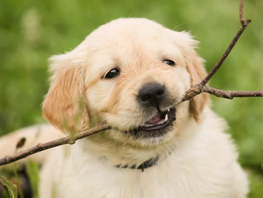 Merawat Anak Anjing Golden Retriever dengan Alami