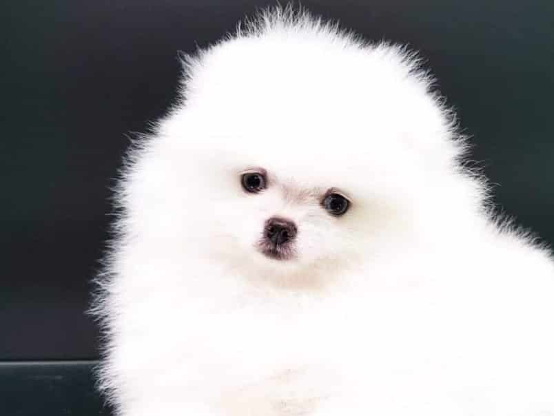 Panduan Lengkap Merawat Anak Anjing Mini Pom