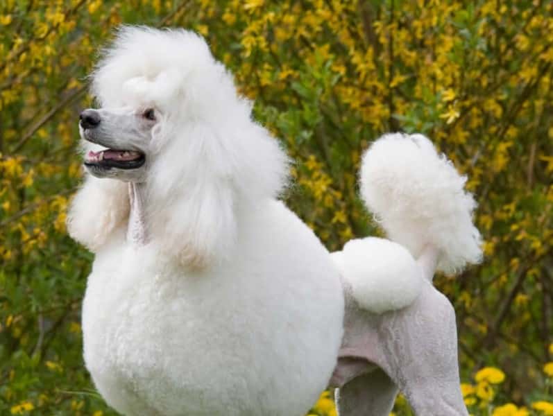 Cara Merawat Anjing Kesayangan Secara Alami