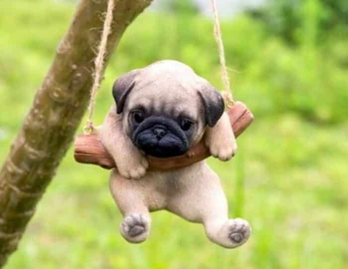 Panduan Lengkap Perawatan Anjing Pug Secara Alami