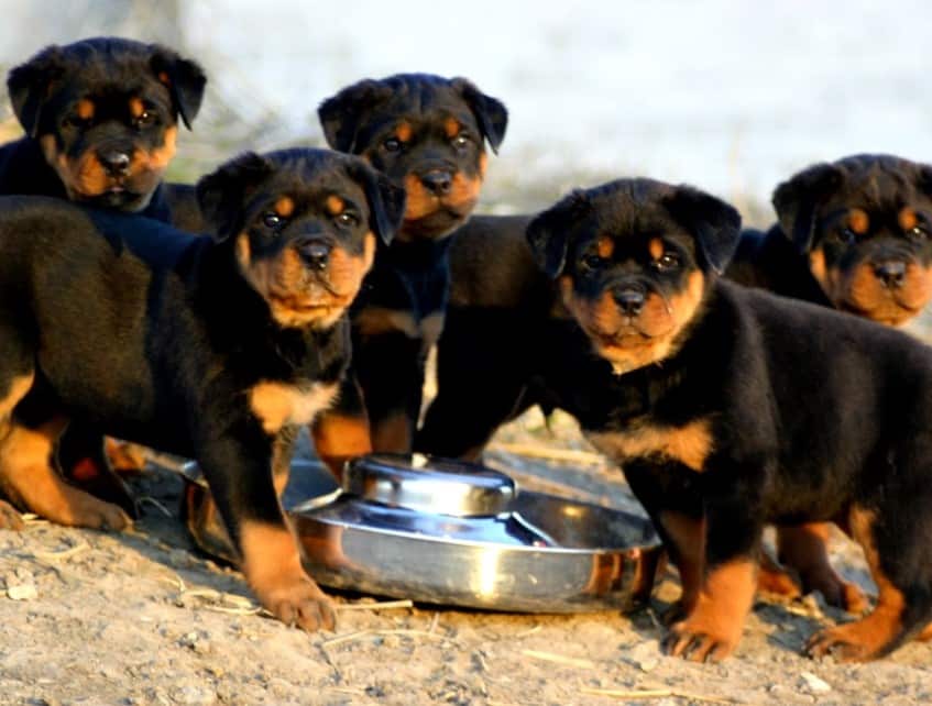 Merawat Rottweiler Secara Alami: Panduan Lengkap