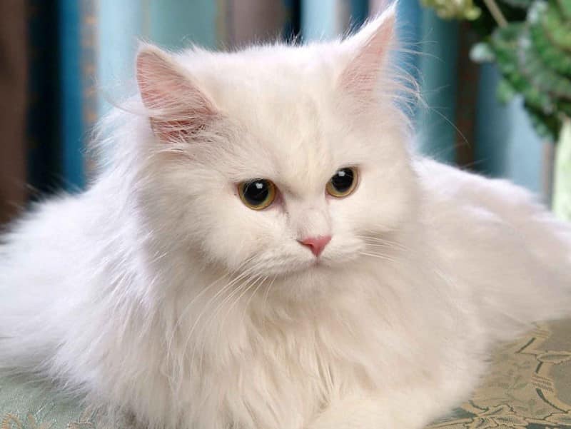 Memilih Makanan Terbaik untuk Anak Kucing Persia Anda