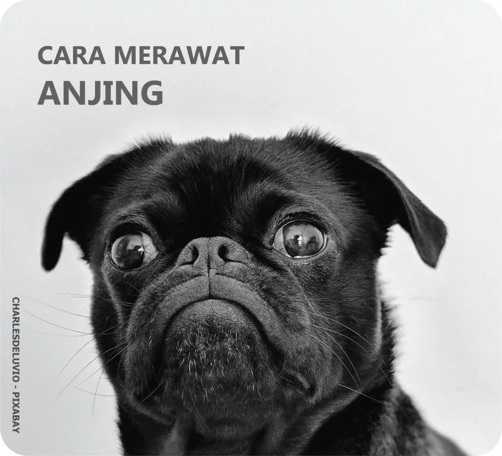 Merawat Anjing Betina yang Sedang Mens: Panduan Alami