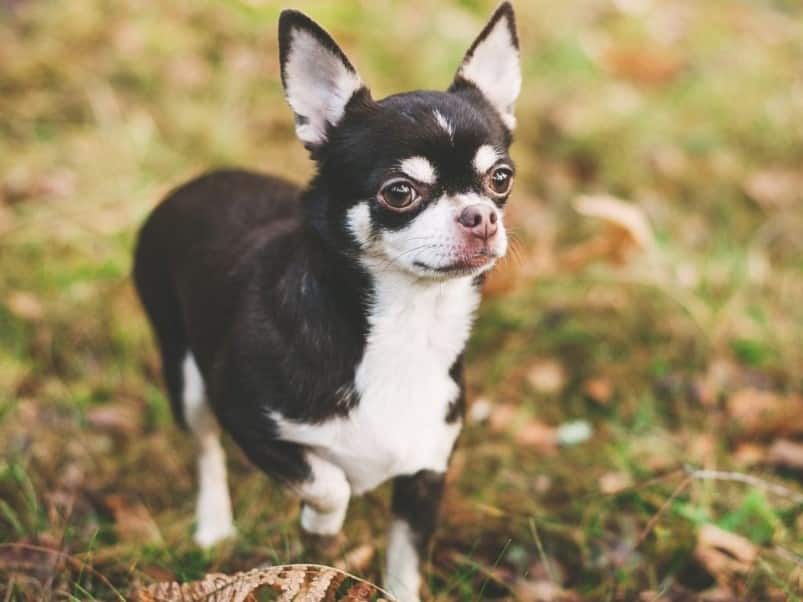 Panduan Lengkap Merawat Anjing Chihuahua Secara Alami