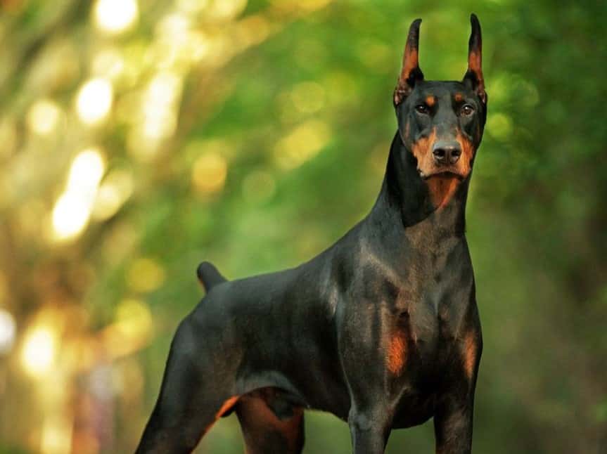 Merawat Anjing Pemburu Secara Alami: Kesehatan dan Performa Optimal