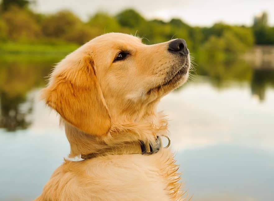 Merawat Anjing Golden Retriever Secara Alami: Panduan Lengkap