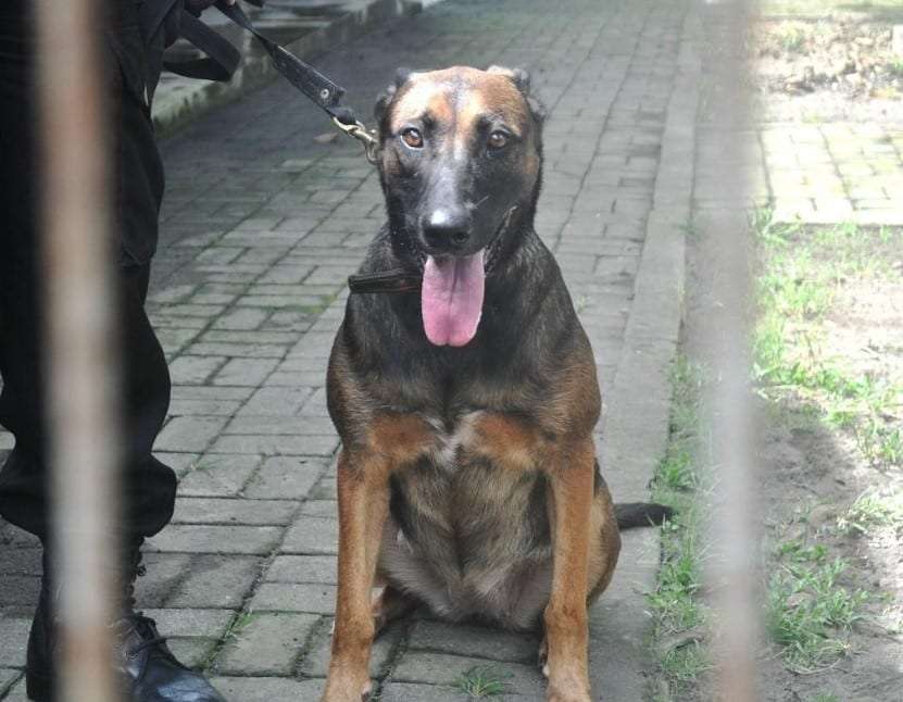 Panduan Lengkap Merawat Anak Anjing untuk Pemula