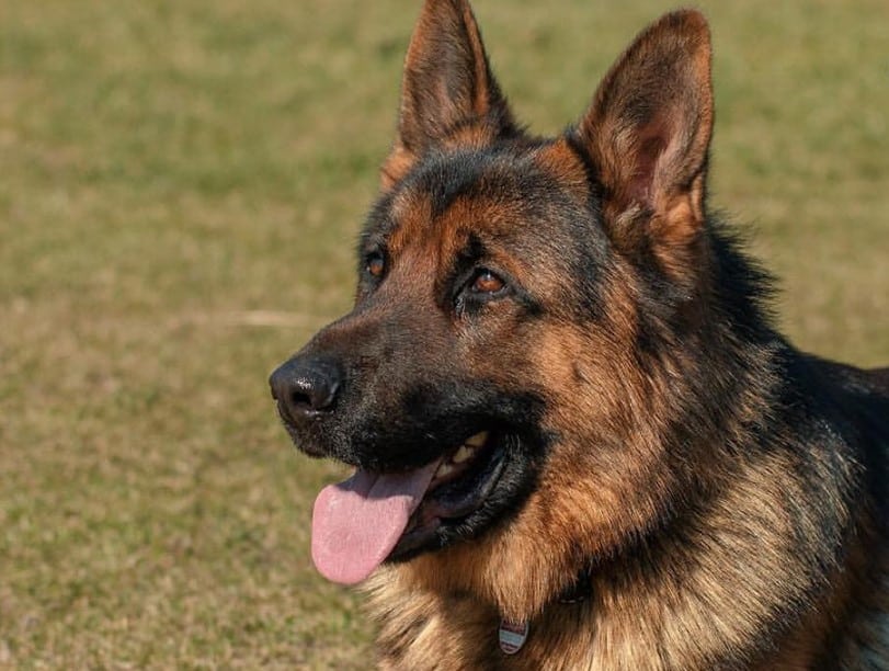 Merawat Anjing Kampung Secara Alami: Panduan Lengkap
