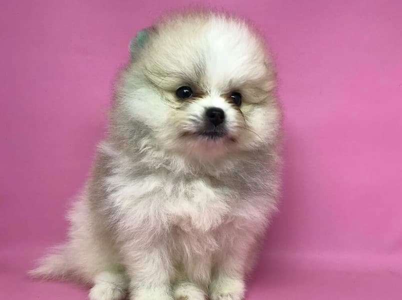 Merawat Anjing Terinfeksi Parvo Secara Alami: Panduan Komprehensif