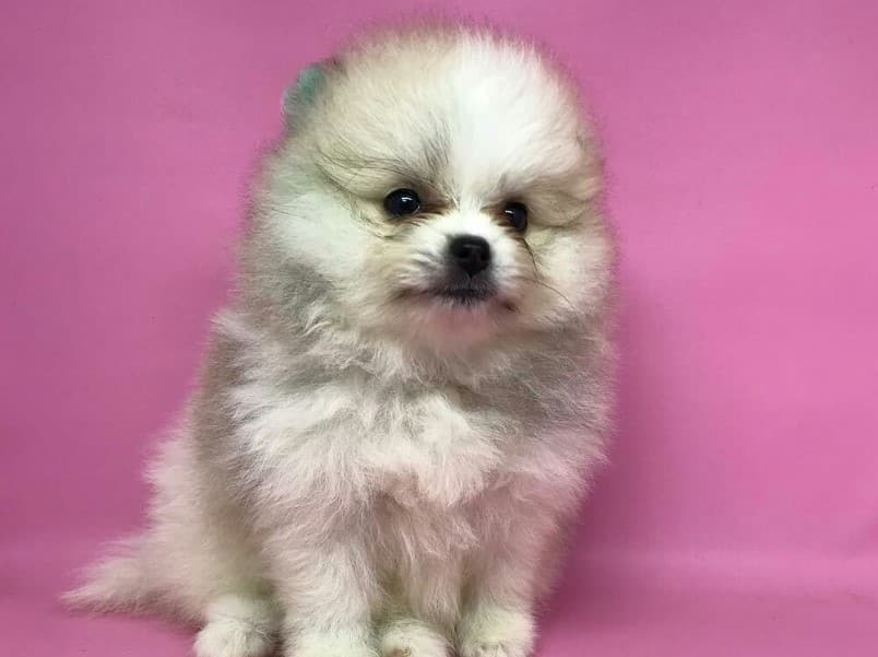 Panduan Lengkap Merawat Anjing Mini Pom: Kesehatan dan Kebahagiaan Anjing Kesayangan Anda