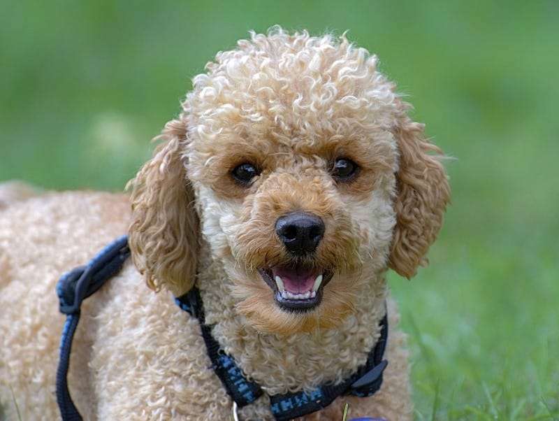 Merawat Anjing dengan Cara Alami: Panduan Lengkap