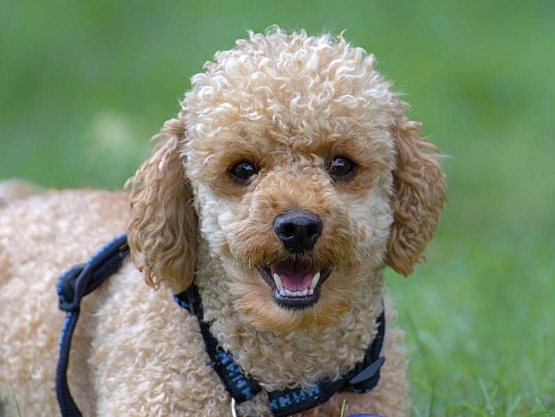 Cara Merawat Anjing Demam Secara Alami