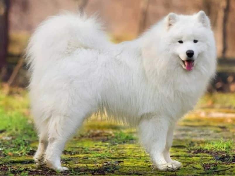 Merawat Anjing Agar Tumbuh Optimal: Panduan Alami dan Merata